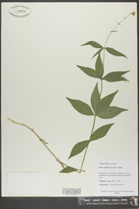 Silene stellata image