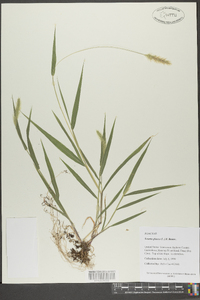 Pennisetum glaucum image