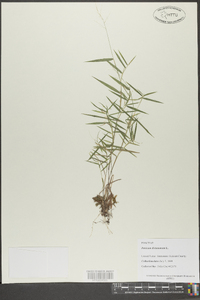 Panicum dichotomum image