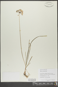 Allium cernuum image