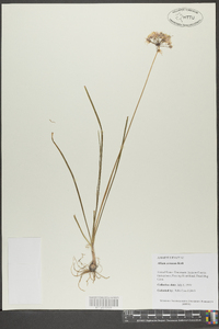 Allium cernuum image