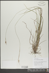 Carex complanata image