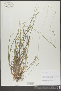 Carex complanata image