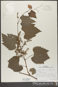 Vitis riparia image