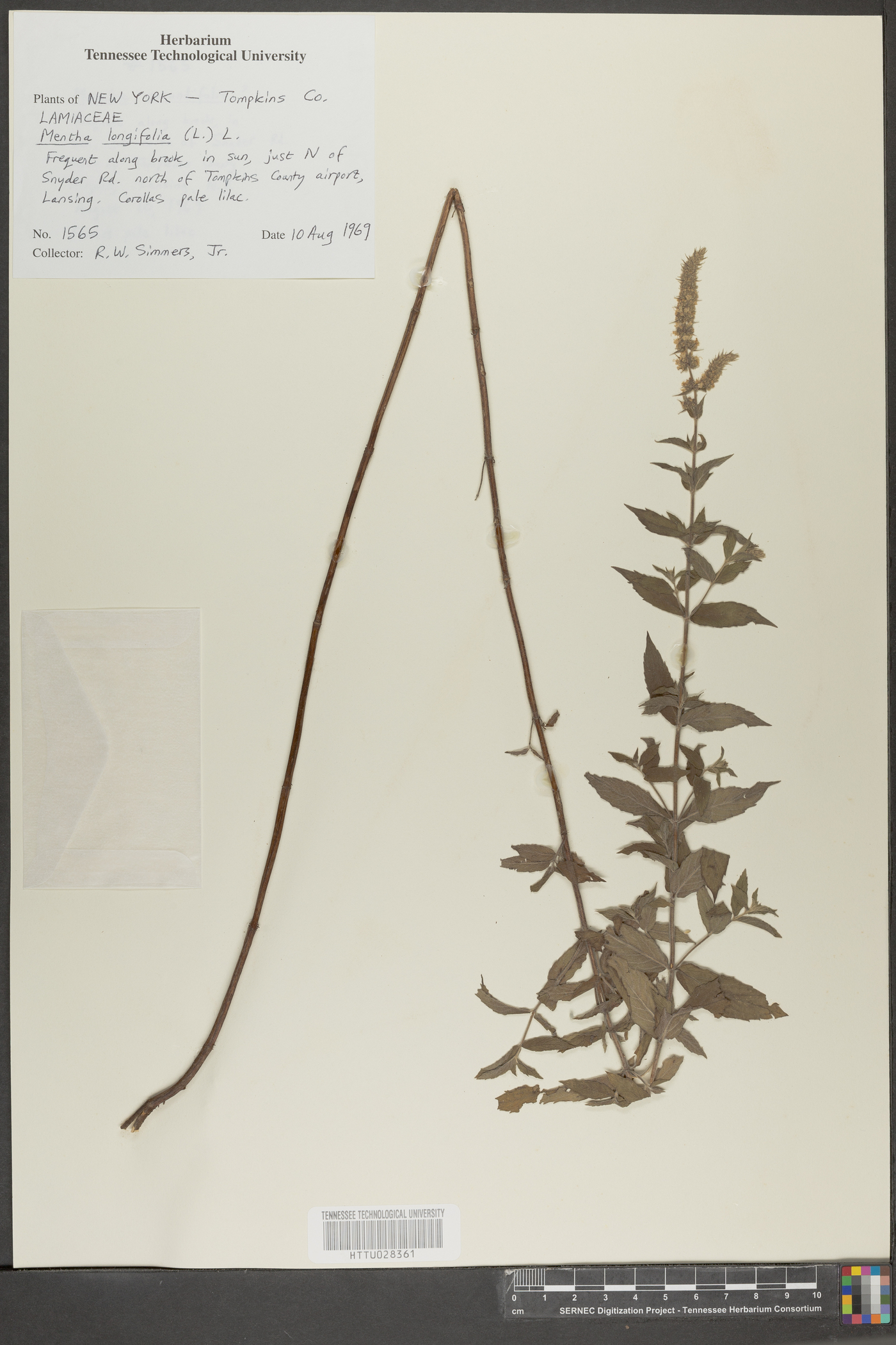 Mentha longifolia image