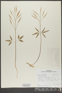 Cardamine angustata image