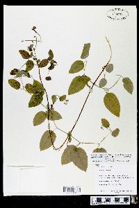 Clematis cumberlandensis image