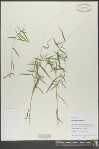 Panicum dichotomum image