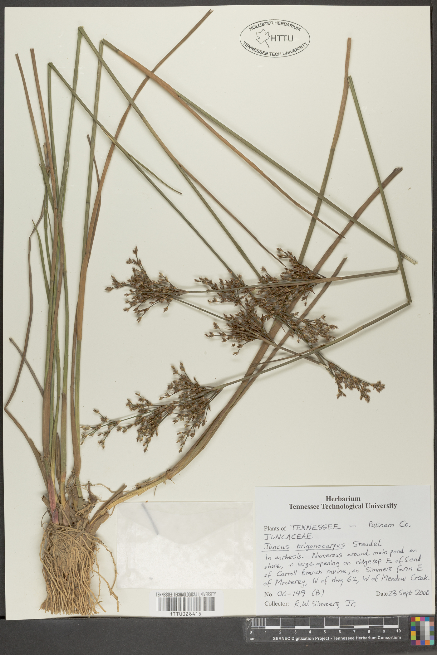 Juncus trigonocarpus image