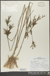 Juncus trigonocarpus image