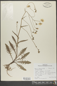 Crepis capillaris image