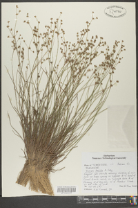 Juncus debilis image