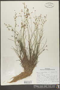 Juncus debilis image