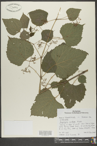 Ampelopsis cordata image