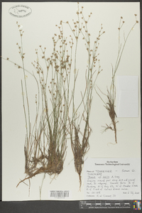 Juncus debilis image