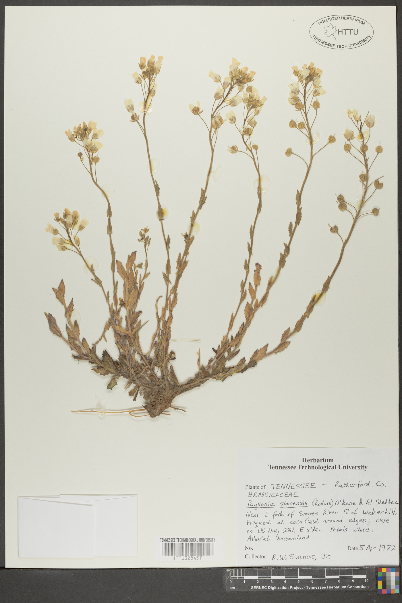 Paysonia stonensis image