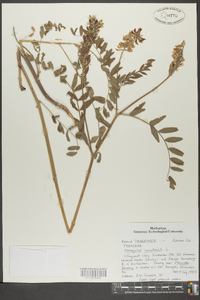 Astragalus canadensis image