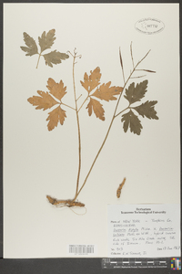 Cardamine diphylla image