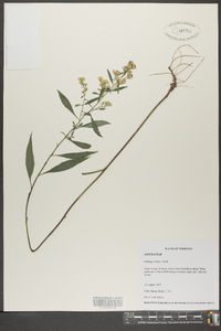 Solidago erecta image