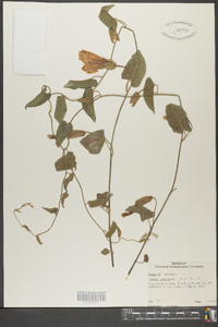 Ipomoea hederacea image