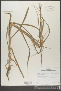 Tragopogon pratensis image