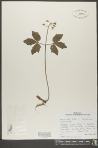 Cardamine diphylla image