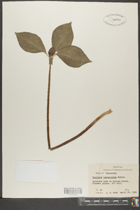 Trillium lanceolatum image