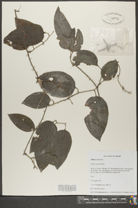 Smilax tamnoides image