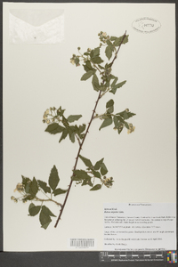 Rubus argutus image