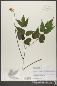 Actaea pachypoda image