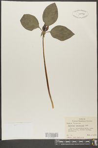 Trillium recurvatum image