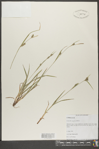 Carex flaccosperma image