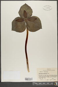 Trillium cuneatum image