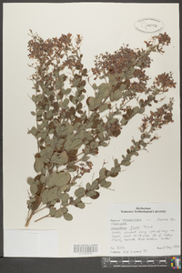 Lespedeza bicolor image