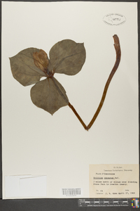 Trillium cuneatum image