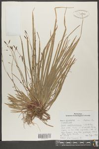 Carex austrocaroliniana image