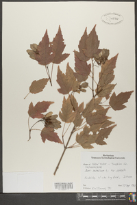 Acer tataricum image