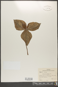 Trillium cuneatum image