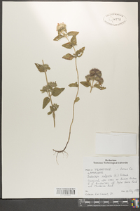 Clinopodium vulgare image