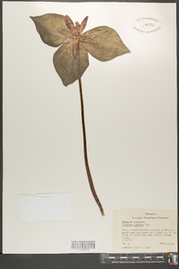 Trillium cuneatum image