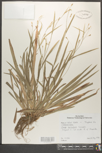 Carex laxiculmis image