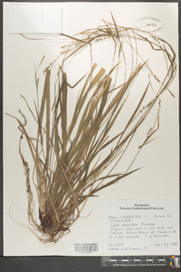 Carex purpurifera image