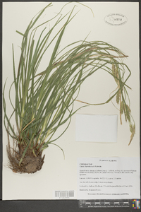 Carex cherokeensis image