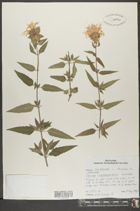 Monarda fistulosa subsp. fistulosa image