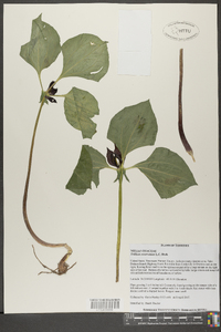 Trillium recurvatum image