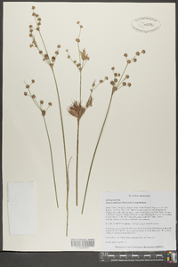 Juncus coriaceus image