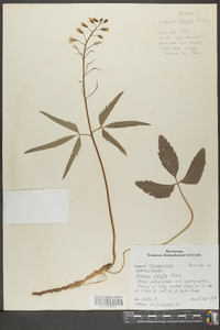 Cardamine diphylla image