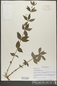 Lysimachia quadriflora image