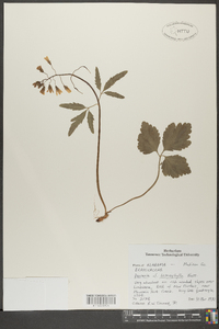 Cardamine angustata image