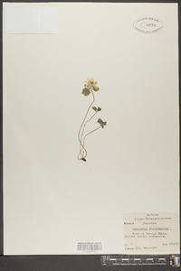 Anemonella thalictroides image